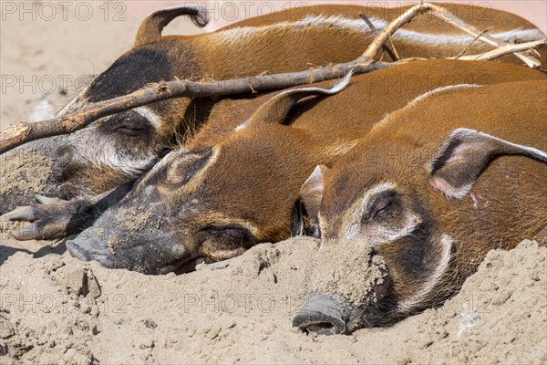 Close up of three red river hogs