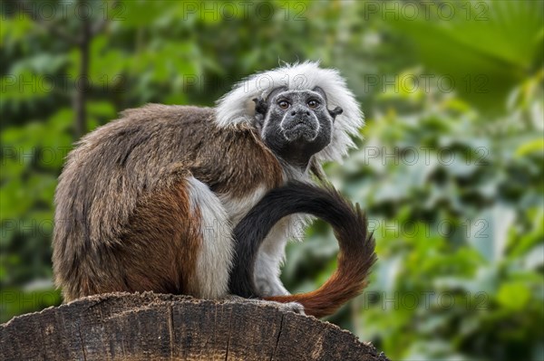 Cotton-top tamarin