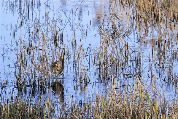 Eurasian bittern