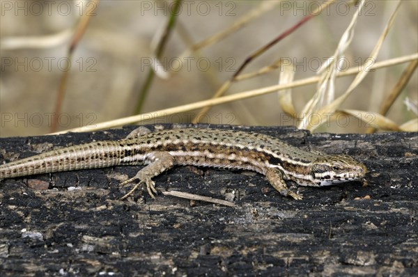 Common wall lizard