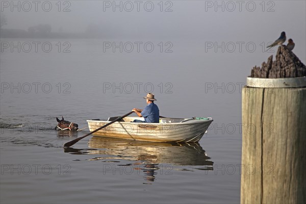 Trainer in rowboat takes race horse for an early morning swim in the Clarence River