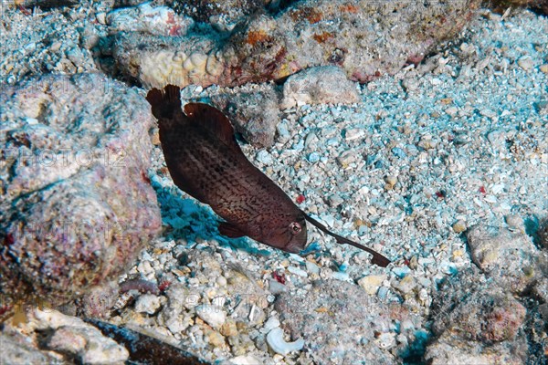 Juvenile form of shearworm