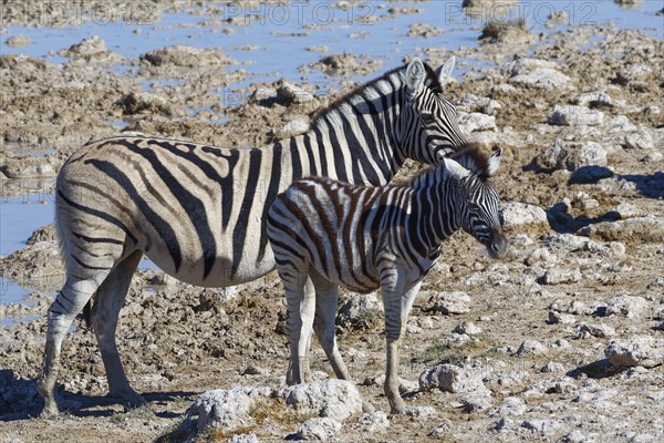 Burchell's zebras