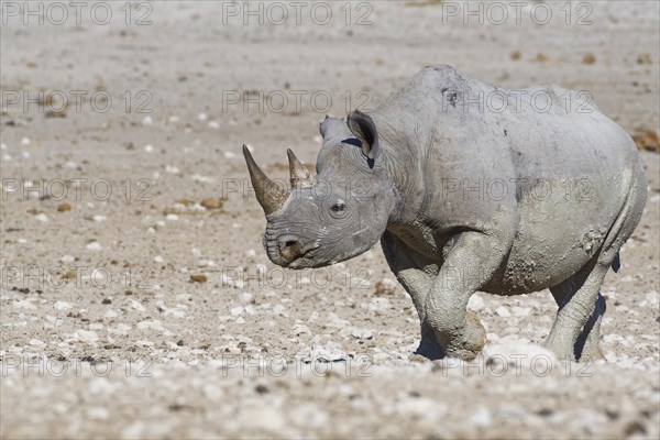 Black rhinoceros