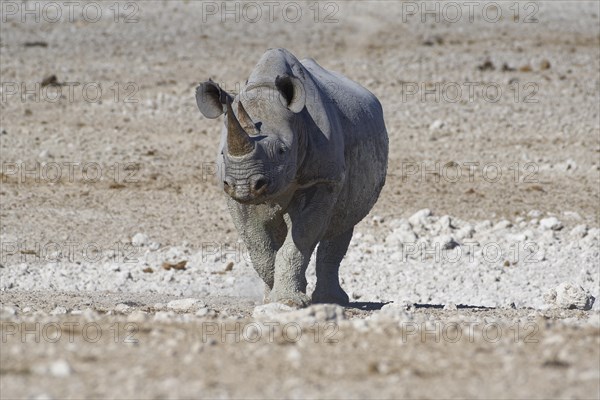 Black rhinoceros