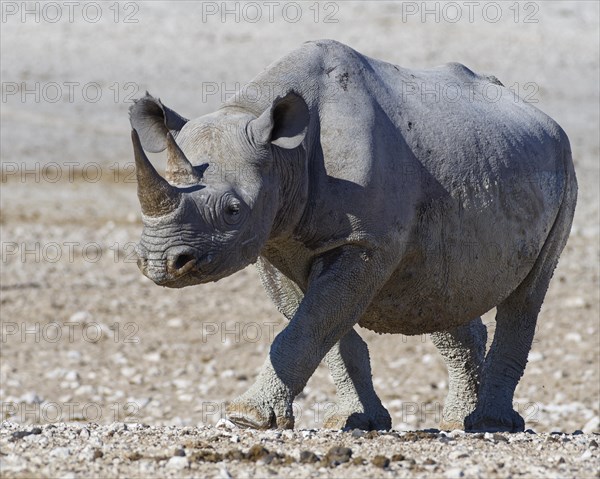 Black rhinoceros