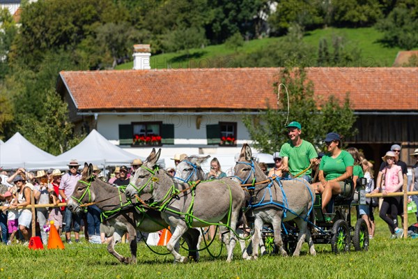 Donkey carriage driving through course