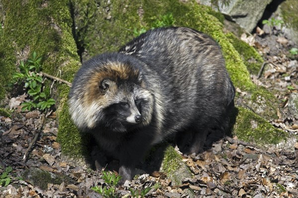 Raccoon dog