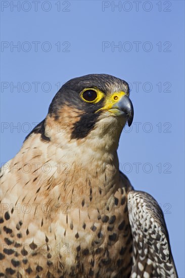 Peregrine Falcon