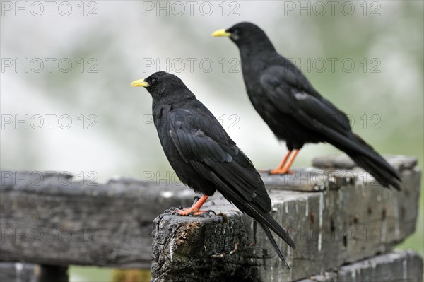 Alpine Choughs