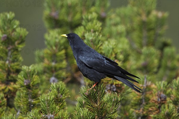 Alpine Chough