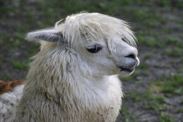 Alpaca