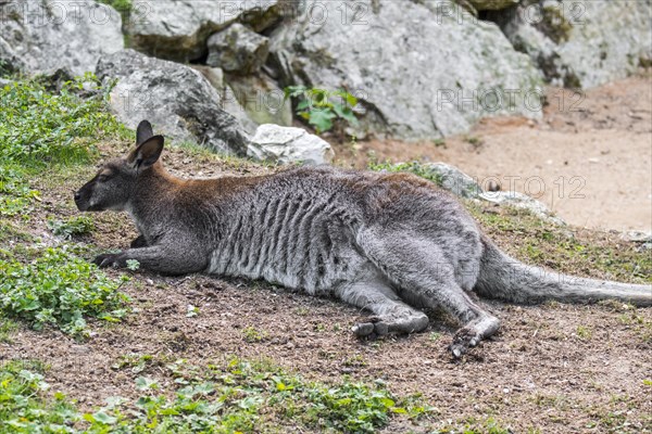 Red-necked wallaby