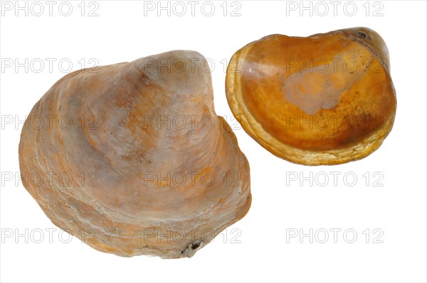 Saddle oyster