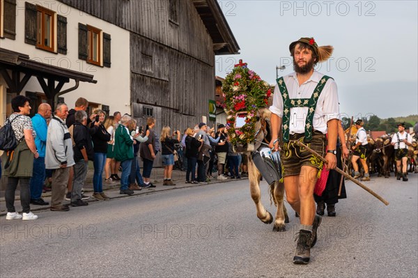 Alpine herdsman leading wreathed cattle