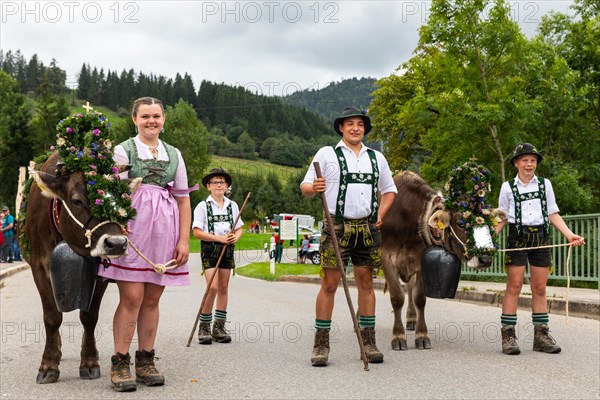 Alpine children leading alpine cattle