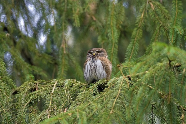 Eurasian pygmy owl