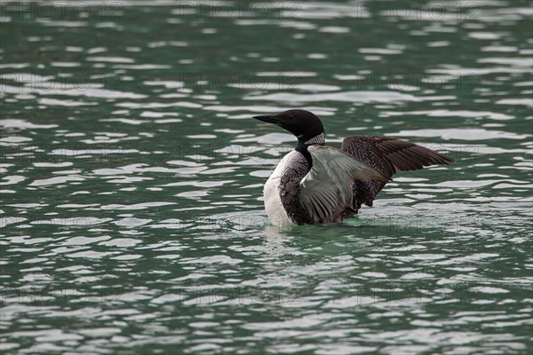 Great Northern Diver