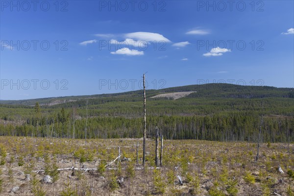 Reforestation by planting saplings in cleared coniferous forest in Dalarna