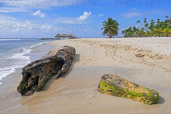 Coconut trees on Playa Hemingway beach near Juan Dolio