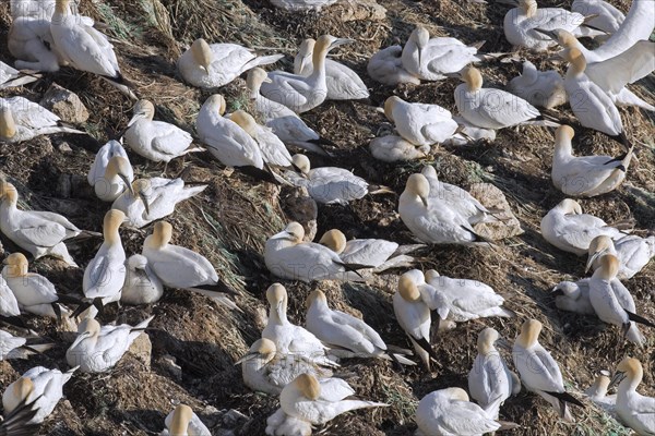 Northern gannets