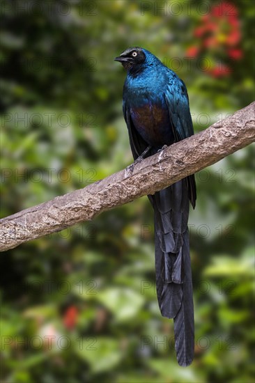 Long-tailed glossy starling