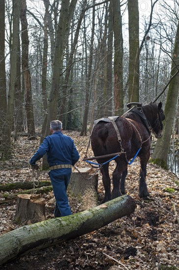Forester dragging tree-trunk from forest with Belgian Draft horse