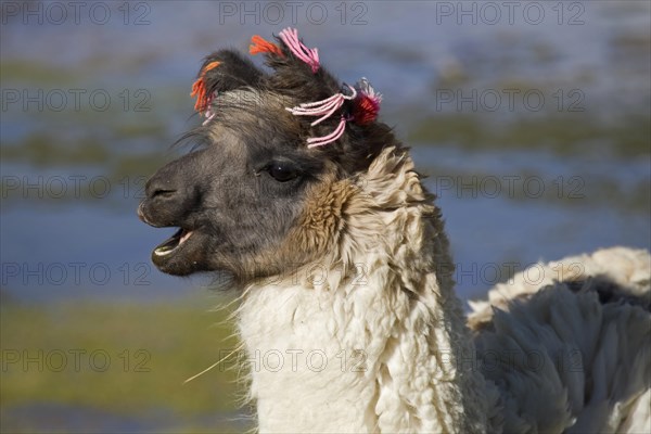 Llama