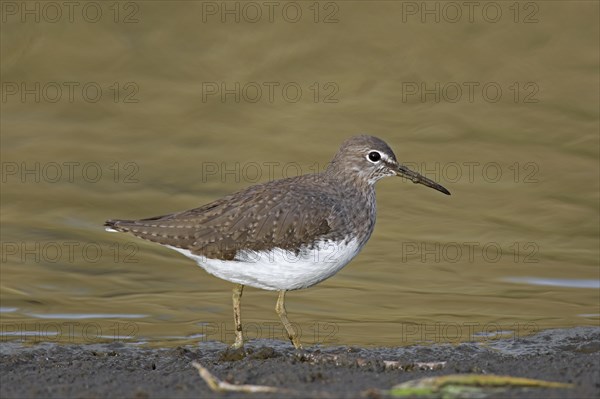 Wood sandpiper