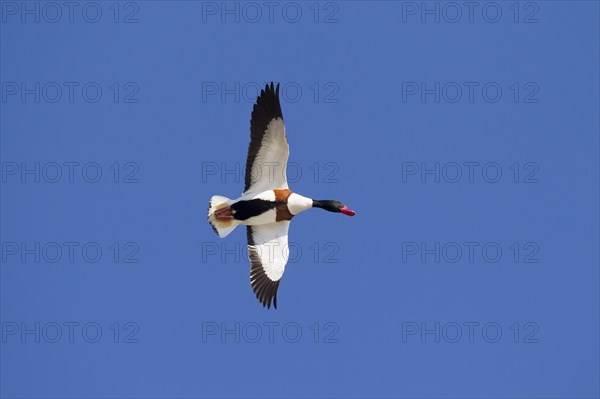 Common shelduck