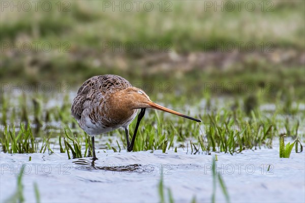 Black-tailed godwit