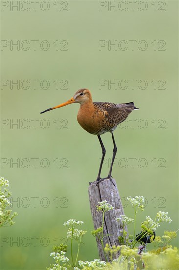 Black-tailed godwit