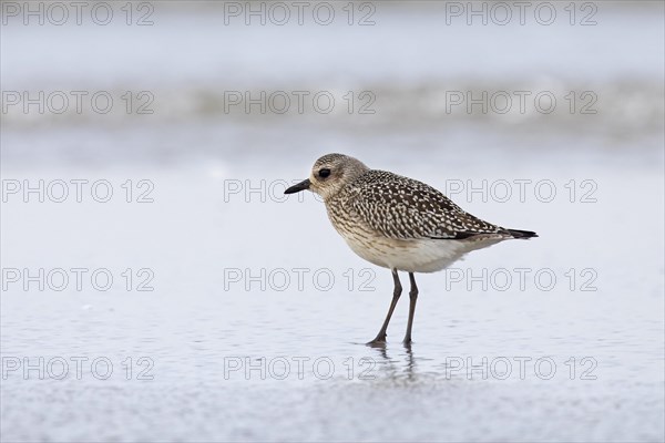 Grey plover