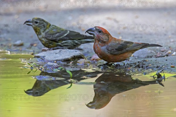 Red crossbill