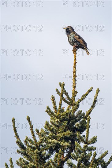 Common starling