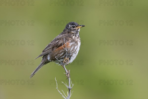 Redwing