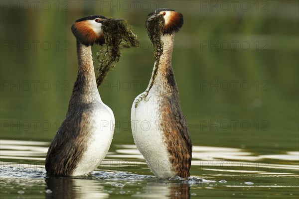 Great Crested Grebe