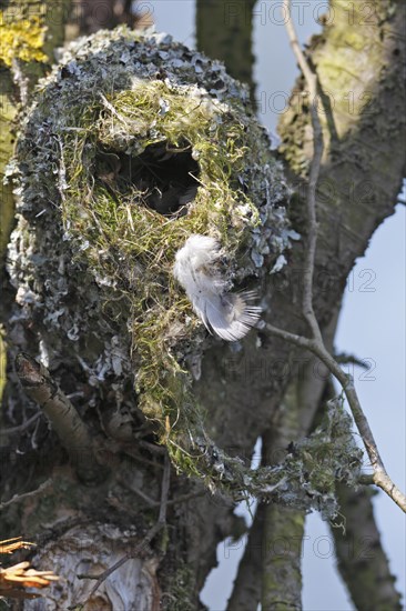 Long-tailed tit