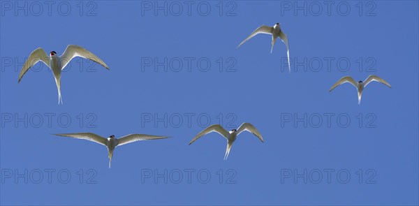 Flock of Arctic terns