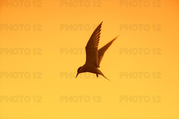 Arctic tern