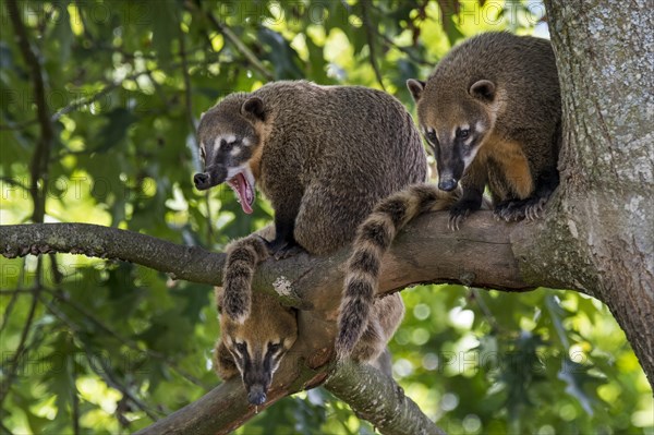Family of South American coatis