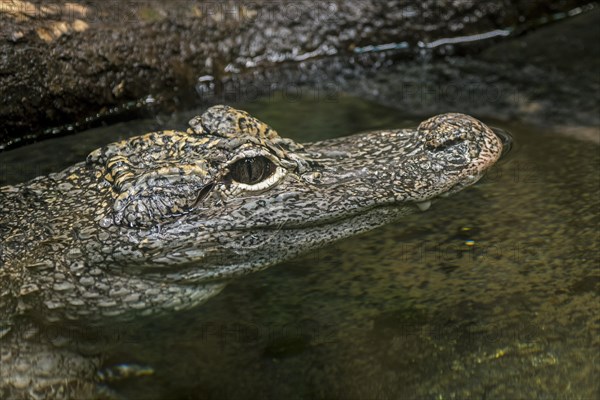 Chinese alligator