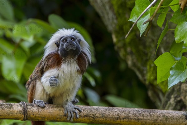 Cotton-top tamarin