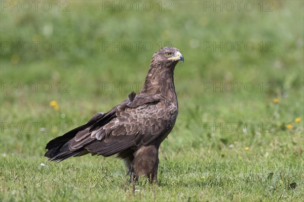 Lesser spotted eagle