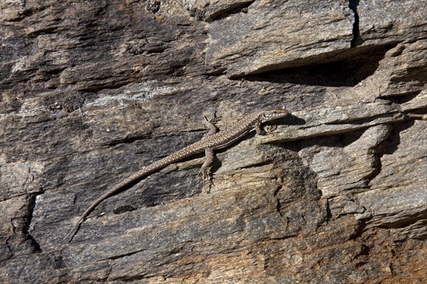 Common wall lizard