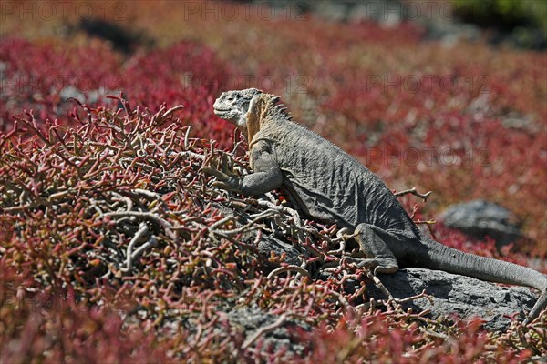 Marine iguana