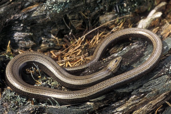 Slow worm