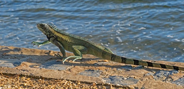 Common green iguana