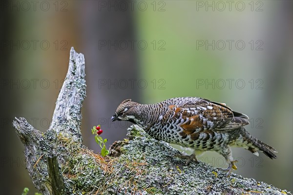 Hazel grouse