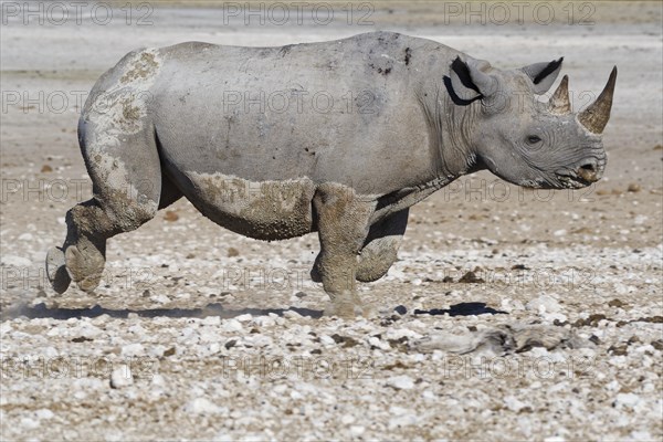 Black rhinoceros